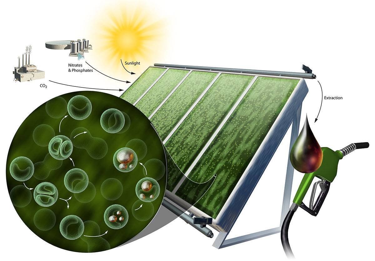 Биомасса: новый источник энергии для замены ископаемых топлива